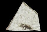 Fossil March Fly (Plecia) - Green River Formation #138493-1